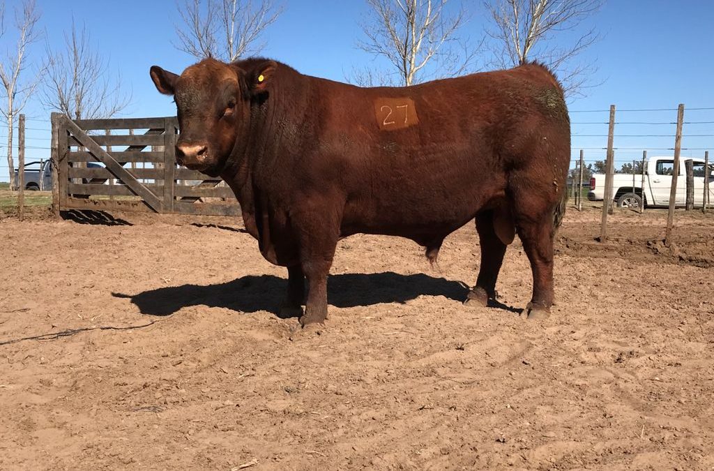 Con 19 años de trayectoria y genética de alta calidad el viernes 8 llega el remate de la Prueba Pastoril 