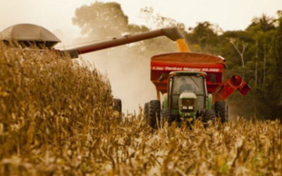 Inquietud en el campo: teme que el Gobierno vuelva a intervenir el mercado de maíz