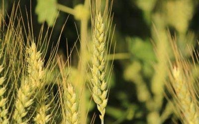 Producción y demanda regional del trigo en Argentina