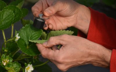 Evalúan el uso de extractos vegetales para el control de plagas