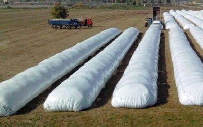 ¿Vender la soja o esperar? Enrique Erize despejó las dudas y planteó el escenario de 2025 para el campo