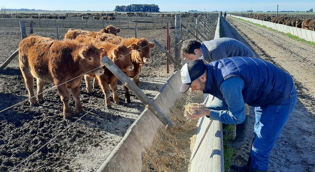 El programa Startlot se afianza en los feedlots argentinos