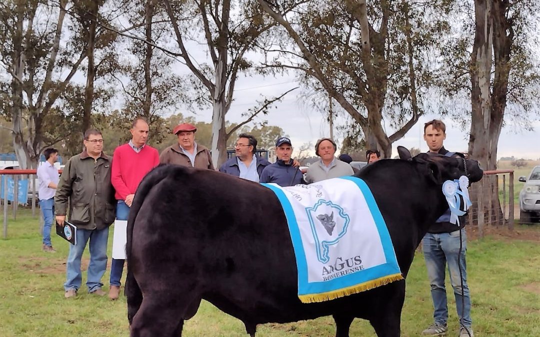 El Gran Campeón Angus de Bahía Blanca fue para Aldazábal de Coronel Dorrego