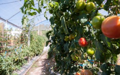 Biocontrol en tomate: evalúan una chinche predadora para el control de plagas