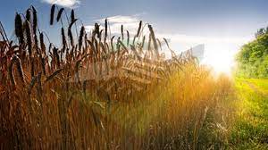 Prevén temperaturas bajo lo normal, seguidas por un ascenso térmico