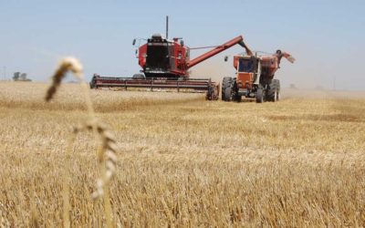 Trigo: Lento avance de la cosecha en Santa Fe por efecto de las lluvias