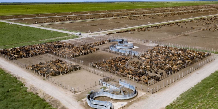 El mapa de los feedlots argentinos: Son 1.150, pero solamente 16 tienen capacidad para engordar a más de 10 mil bovinos