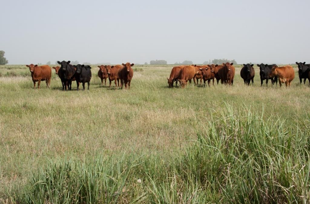 La Mesa Argentina de Carne Sustentable renovó sus autoridades