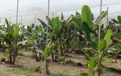 Evalúan alternativa productiva para el cultivo de banana