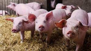 Carne de cerdo: del mito de la grasa a una opción para cuidar el corazón