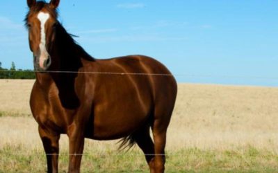 Virus neurológico equino: qué es y cómo lo aislaron