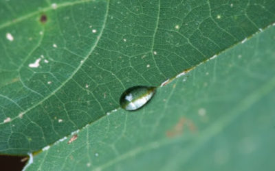 Construyen la primera base de datos sobre la transpiración de las plantas