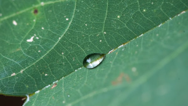 Construyen la primera base de datos sobre la transpiración de las plantas