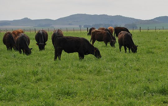 El valor del novillo argentino de exportación le pisa los talones al de EE.UU., tentativamente