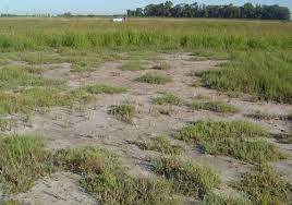 Crearon el primer mapa de suelos afectados por sales