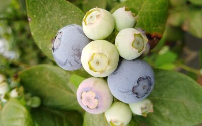 Evalúan el uso de bioestimulantes en arándanos