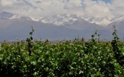 Biodiversidad en viñedos: claves para aprovechar los servicios ecosistémicos