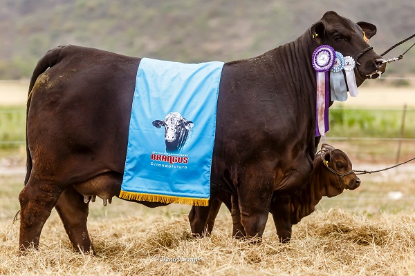 Récord: pagaron hasta $16 millones por el 50% de un animal Braford