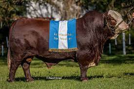 Cómo diseñan el biotipo esencial para ambientes desafiantes