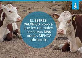 Lanzan una app para gestionar el estrés calórico en el feedlot