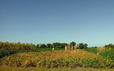 Destacan el desafío de diseñar agroecosistemas eficientes: cómo influyen en el ambiente