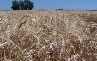 ¿Qué aporta la cadena de trigo a la economía argentina?