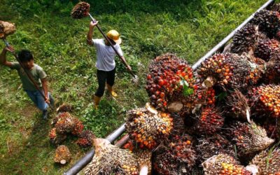 Malasia e Indonesia empujaron el precio de la soja Argentina