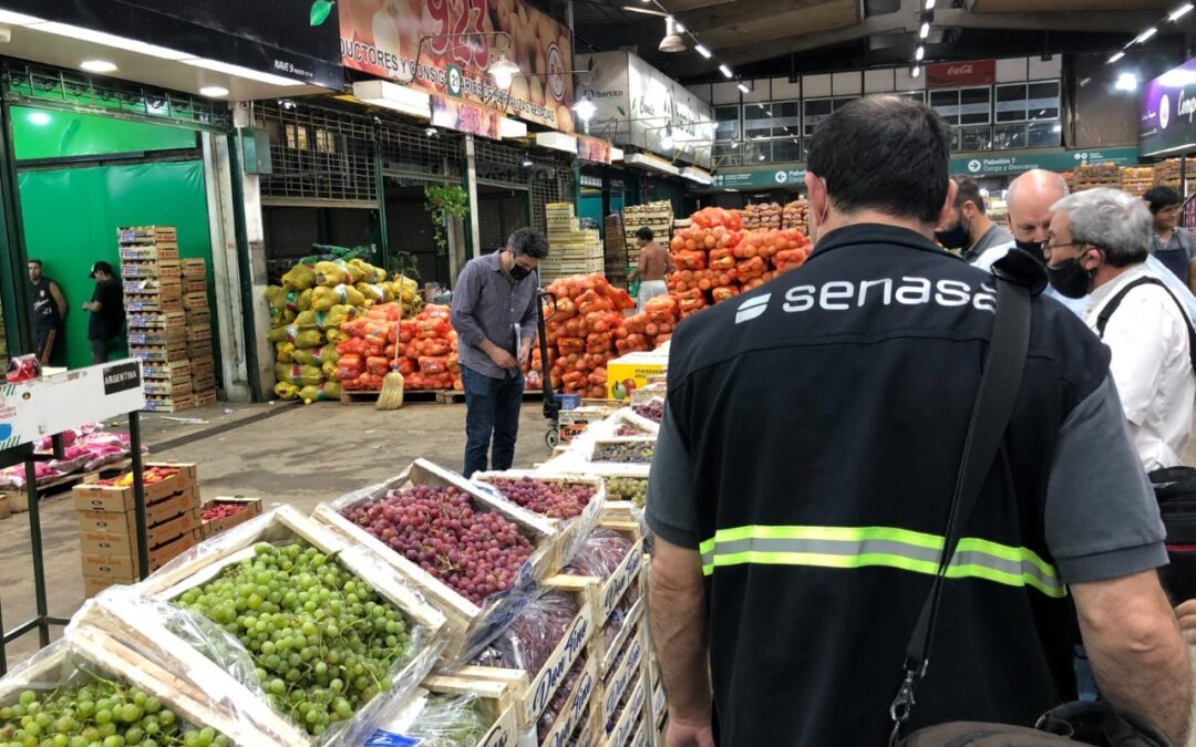 Lobesia botrana: Control sanitario a las uvas que se comercializan en mercados del AMBA