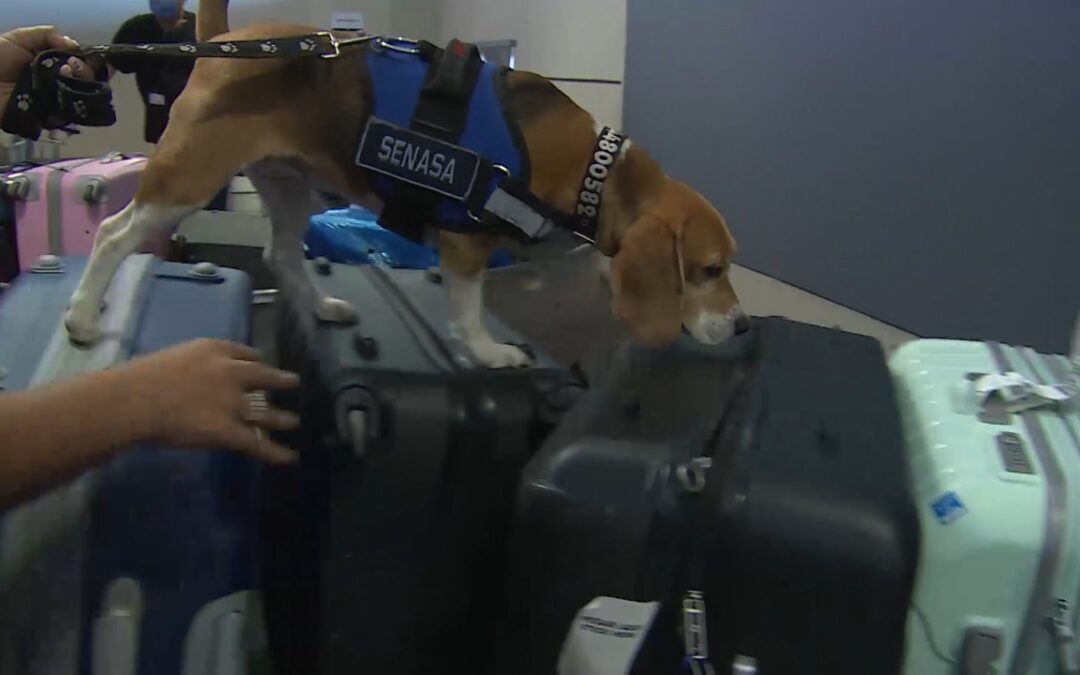 Evitaron el ingreso de 15 toneladas de productos prohibidos de origen animal y vegetal