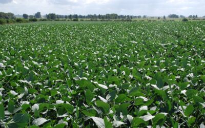 Estudian bacterias para mejorar el cultivo de soja