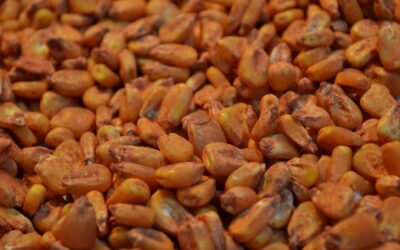 Biopolímeros: evalúan su uso para el control de palomas en las ciudades
