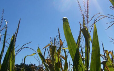 La Niña y la bajante del Río Paraná: fenómenos ambientales que complican la agroindustria