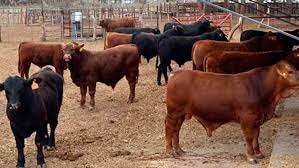 La eficiencia neta de conversión llegó a los DEPs