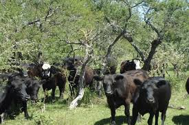 El calor: un factor poco reconocido en el bienestar animal