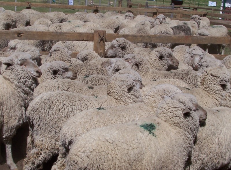 Desarrollan una herramienta para el tratamiento de la pediculosis en ovinos