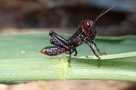 Patagonia: Avanza conformación de comité interinstitucional para prevenir tucuras