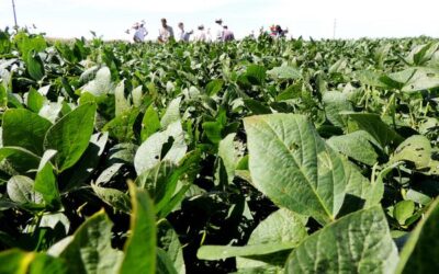 El 35 % de la soja argentina está en condiciones regulares a malas