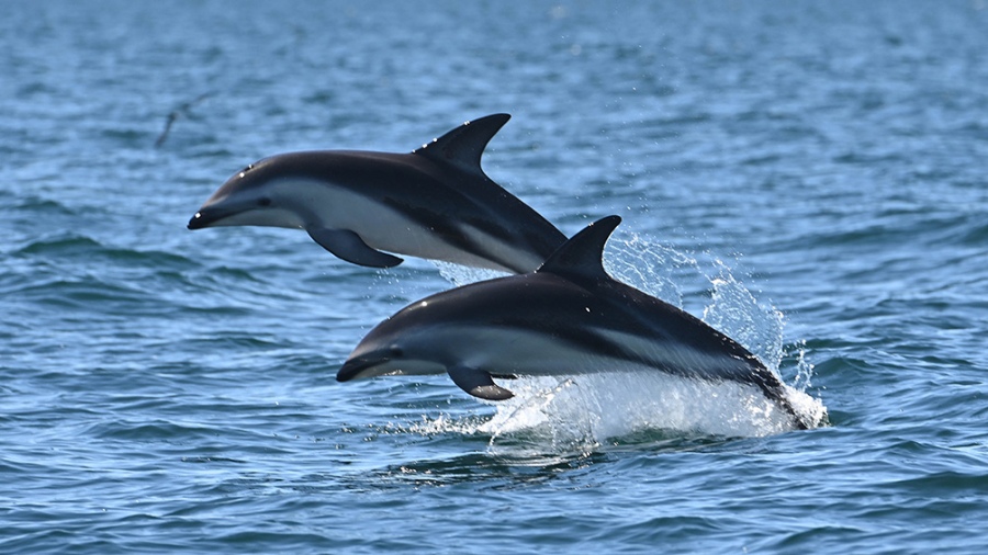 El avistaje de delfines se consolida como oferta turística en Puerto Madryn