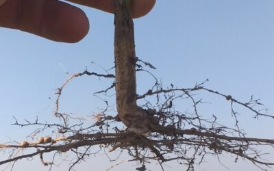 La historia detrás de la foto: Por la compactación del suelo y las escasas lluvias en Santa Fe hay lotes de soja que se asemejan a plantines hidropónicos