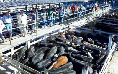 Nueva herramienta digital para el análisis estadístico de información sobre predios feriales