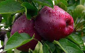 Autorización para el adelanto de cosecha de manzanas Red Delicious y sus clones