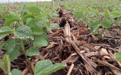 Estado y condición de cultivos: Avanza la cosecha de maíz, soja y girasol a lo largo de toda la región agrícola
