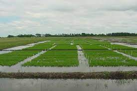 Arroz: La sequía generó un incremento importante en el costo del riego