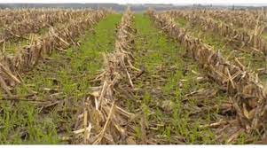 ¿Cuántos kilos de carne puede producir un cultivo de servicio?