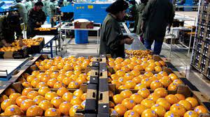 La Unión Europea destacó el trabajo de la Argentina en la exportación de cítricos