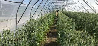 Novozymes mostró el futuro de la bioagricultura en el 1° Encuentro sobre Producción con Biológicos