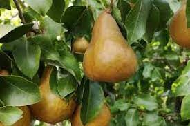 Se autorizó el adelanto de cosecha para las peras Beurre Bosc y Golden Russet Bosc