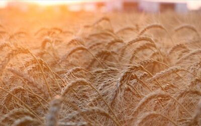 Los precios del trigo se disparan tras la intervención rusa en Ucrania