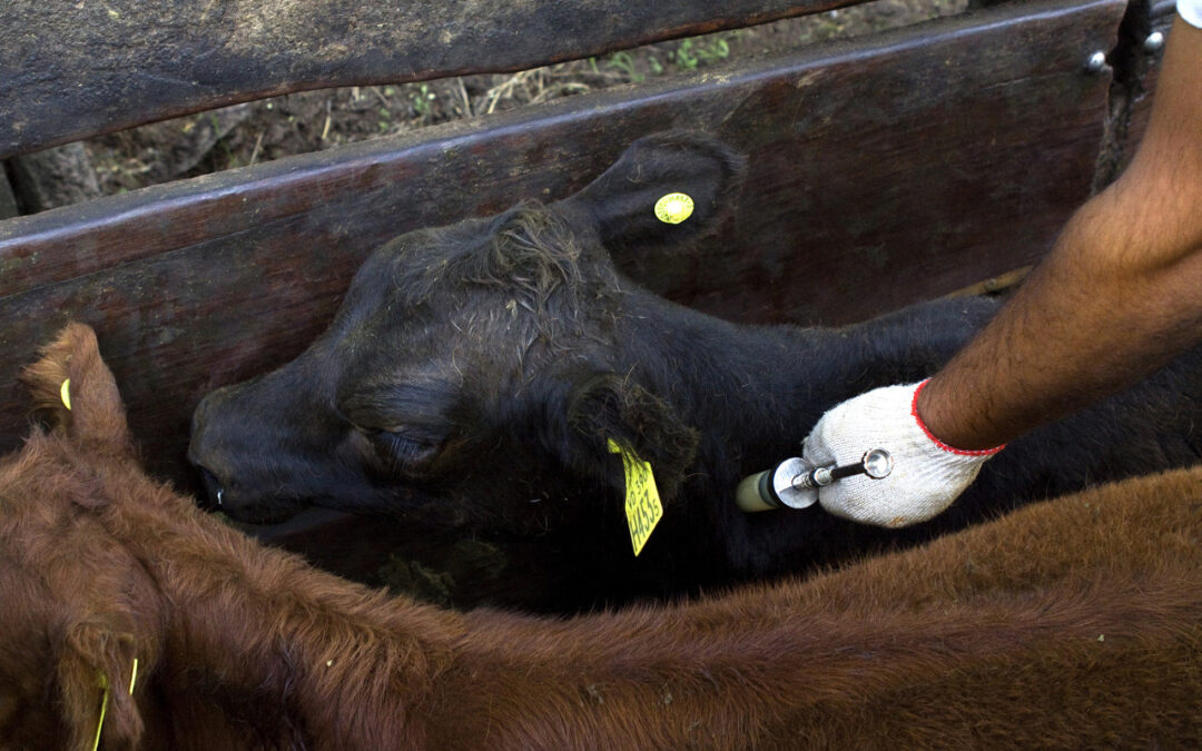 Primera campaña anual de vacunación contra la fiebre aftosa y la brucelosis