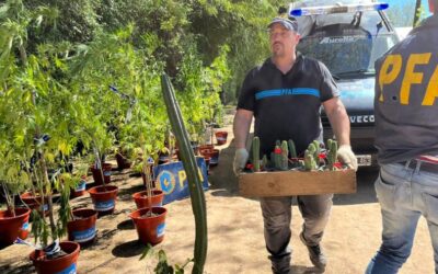 Allanaron viveros del conurbano por la supuesta venta de un cactus alucinógeno prohibido
